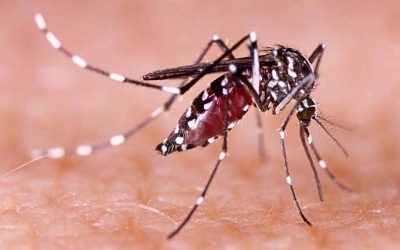 Dengue, zika and chikungunya fever mosquito (aedes aegypti) on h